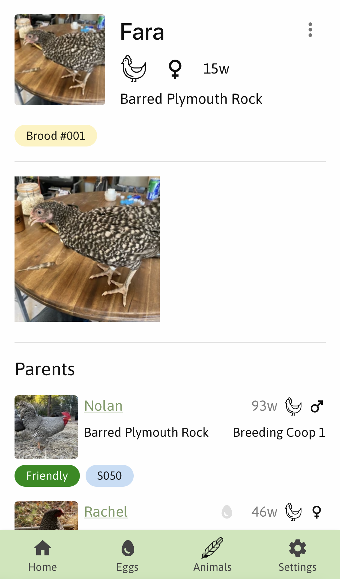 Animal profile with parents and children